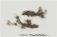 藏品(長尖提燈苔)的圖片